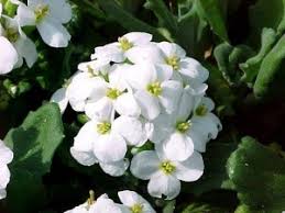 Attēlu rezultāti vaicājumam “Muscari botryoides leaf”