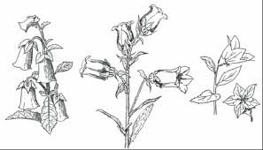 Attēlu rezultāti vaicājumam “Campanulaceae”