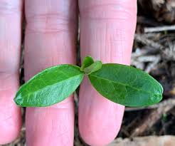 Attēlu rezultāti vaicājumam “Vinca minor leaf”
