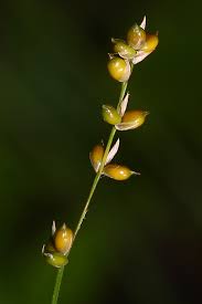 Attēlu rezultāti vaicājumam “Carex disperma”