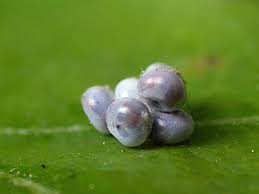 Attēlu rezultāti vaicājumam “Stauropus fagi larva”