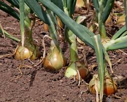 Attēlu rezultāti vaicājumam “Allium cepa”