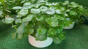 Attēlu rezultāti vaicājumam “Hydrocotyle vulgaris”