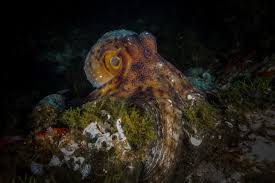 Image result for Octopus vulgaris