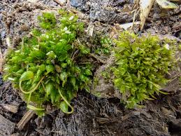 Attēlu rezultāti vaicājumam “Physcomitrium pyriforme sporophyte”