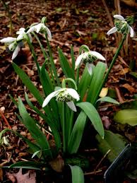 Attēlu rezultāti vaicājumam “Leucojum vernum var. carpathicum flower”