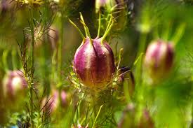 Image result for Nigella damascena