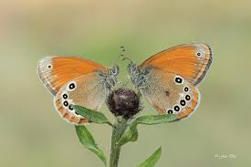Attēlu rezultāti vaicājumam “Coenonympha glycerion”