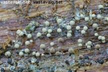 Attēlu rezultāti vaicājumam “Cribraria intricata spores”