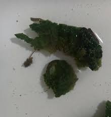 Attēlu rezultāti vaicājumam “Spongilla lacustris”