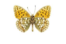 Attēlu rezultāti vaicājumam “Argynnis niobe”