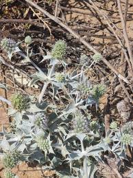 Attēlu rezultāti vaicājumam “Eryngium maritimum leaf”