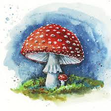 Attēlu rezultāti vaicājumam “Amanita muscaria”