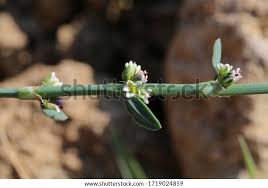 Attēlu rezultāti vaicājumam “Polygonum aviculare flower”