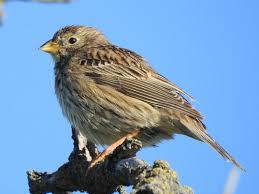 Image result for Emberiza calandra