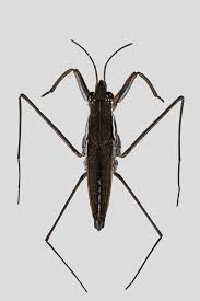 Attēlu rezultāti vaicājumam “Gerridae imago”