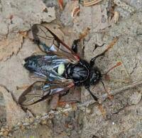 Attēlu rezultāti vaicājumam “Cimbicidae”