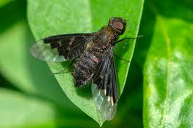 Attēlu rezultāti vaicājumam “Hemipenthes morio”