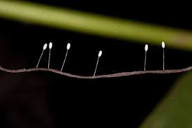 Attēlu rezultāti vaicājumam “Chrysopidae eggs”