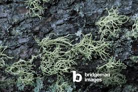 Attēlu rezultāti vaicājumam “Ramalina farinacea”