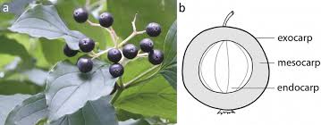 Attēlu rezultāti vaicājumam “Cornus sanguinea fruit”