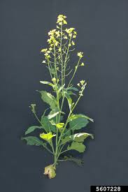 Attēlu rezultāti vaicājumam “Brassica napus”