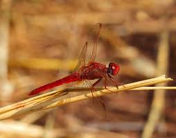 Attēlu rezultāti vaicājumam “Sympetrum sanguineum male”