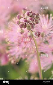 Attēlu rezultāti vaicājumam “Thalictrum aquilegifolium bud”