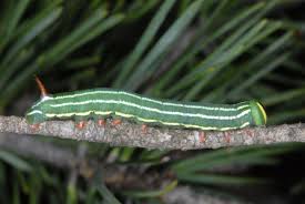 Attēlu rezultāti vaicājumam “Sphinx pinastri”