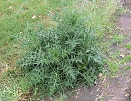 Attēlu rezultāti vaicājumam “Cirsium vulgare”