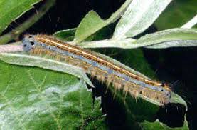 Attēlu rezultāti vaicājumam “Malacosoma neustria larva”