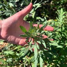 Attēlu rezultāti vaicājumam “Calystegia inflata”