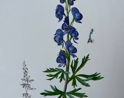 Attēlu rezultāti vaicājumam “Aconitum napellus bud”
