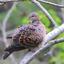 Image result for Streptopelia orientalis