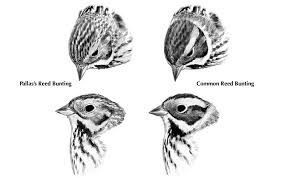 Image result for Emberiza pallasi
