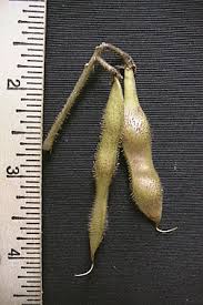 Attēlu rezultāti vaicājumam “Robinia neomexicana fruit”