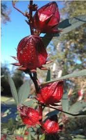 Attēlu rezultāti vaicājumam “Malvaceae”