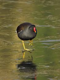 Attēlu rezultāti vaicājumam “Gallinula chloropus adult”