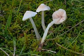 Attēlu rezultāti vaicājumam “Dianemataceae”