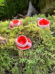 Attēlu rezultāti vaicājumam “Sarcoscypha austriaca”