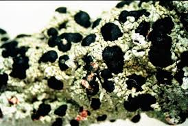 Attēlu rezultāti vaicājumam “Mycoblastus sanguinarius”