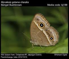 Attēlu rezultāti vaicājumam “Badhamia affinis macro”