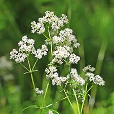 Attēlu rezultāti vaicājumam “Galium boreale bud”