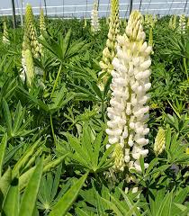 Attēlu rezultāti vaicājumam “Lupinus polyphyllus flower”