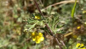 Attēlu rezultāti vaicājumam “Potentilla argentea leaf”