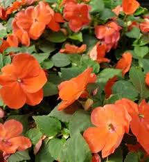 Image result for Impatiens walleriana