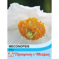 Image result for Scheinmohn