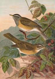 Image result for Turdus obscurus