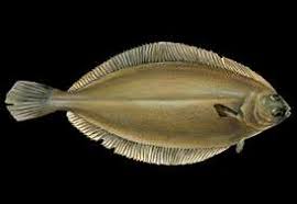 Image result for Glyptocephalus cynoglossus