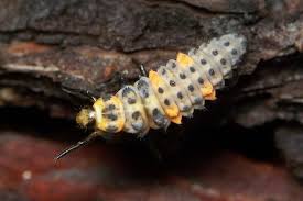 Attēlu rezultāti vaicājumam “Coccinella septempunctata larva”